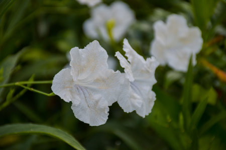 ruellias commonly known as wild petunia flower. White flower backgroundの写真素材