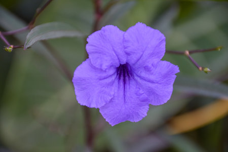 Purple flowers blooming in a Thai gardenの写真素材