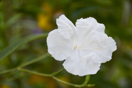 ruellias commonly known as wild petunia flower. White flower backgroundの写真素材
