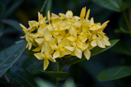 needle  yellow blooming beautiful petals in the Thai garden.の写真素材