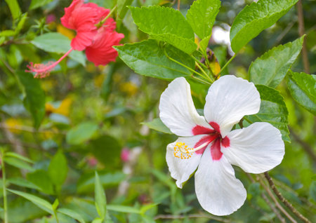 White  Hibiscus petal blooming beauty nature in Thai gardenの写真素材