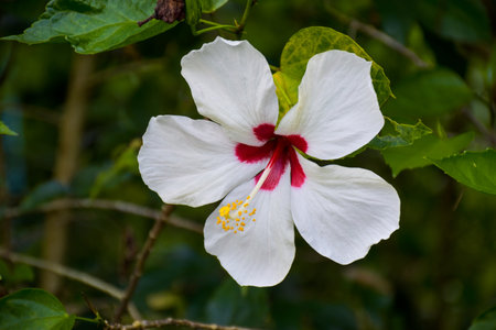 White  Hibiscus petal blooming beauty nature in Thai gardenの写真素材