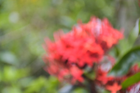 blur of red ixora flower in garden with bokeh backgroundの写真素材