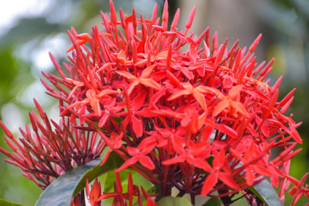 red needle blooming petal beauty nature in garden and soft blur