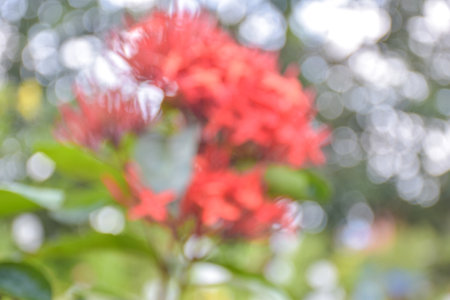 Bokeh light soft blur beauty nature flowerの写真素材