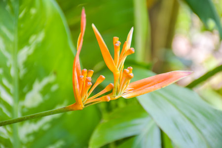 orange flower blooming in Thailand gardenの写真素材