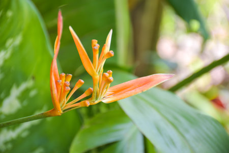 orange flower blooming in Thailand gardenの写真素材