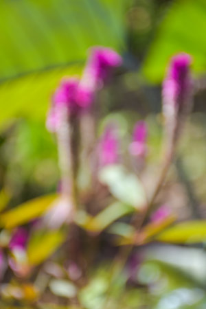 pink cockscomb flower blooming soft blur background natureの写真素材