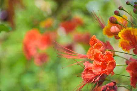 Orange Caesalpinia pulcherrima flower blooming beauty natureの写真素材