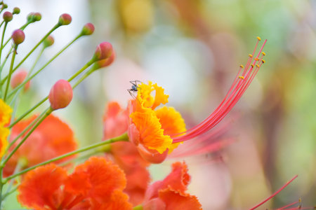 Orange Caesalpinia pulcherrima flower blooming beauty natureの写真素材