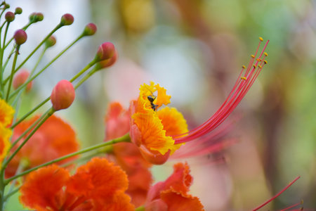 Orange Caesalpinia pulcherrima flower blooming beauty natureの写真素材