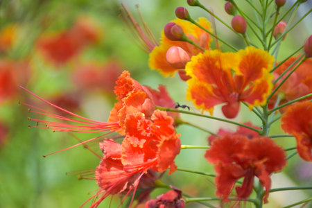 Orange Caesalpinia pulcherrima flower blooming beauty natureの写真素材