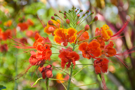 Orange Caesalpinia pulcherrima flower blooming beauty natureの写真素材