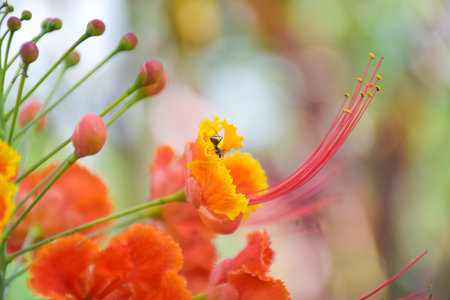Orange Caesalpinia pulcherrima flower blooming beauty natureの写真素材