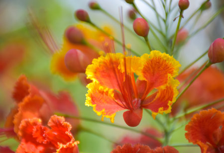 Orange Caesalpinia pulcherrima flower blooming beauty natureの写真素材