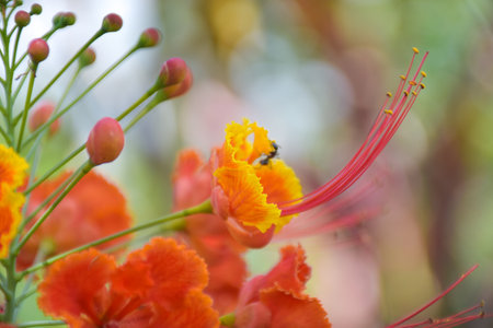 Orange Caesalpinia pulcherrima flower blooming beauty natureの写真素材