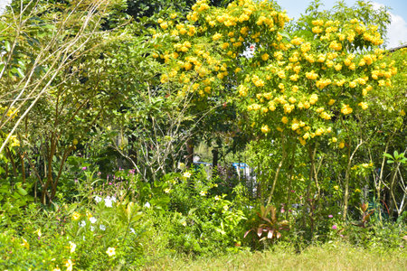 Thailand garden  blooming flower  beauty natureの写真素材