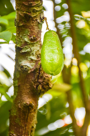bilimbi green fruit hangingの写真素材