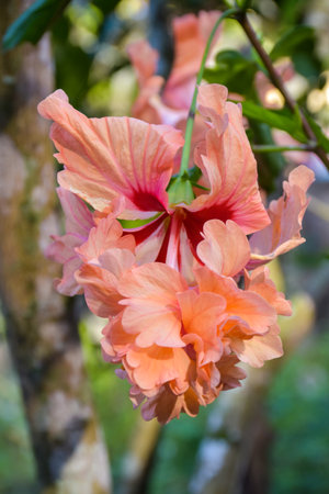 beautiful orange hibiscus flower petalsの写真素材