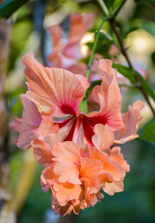 beautiful orange hibiscus flower petalsの写真素材