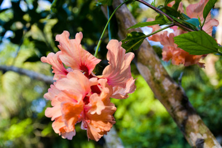 beautiful orange hibiscus flower petalsの写真素材