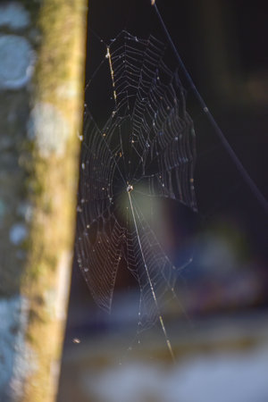 the beauty of spider webs in forestの写真素材