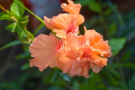 orange flower blooming beauty natureの写真素材