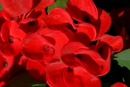 Red Poi Sian flower blooming in potの写真素材