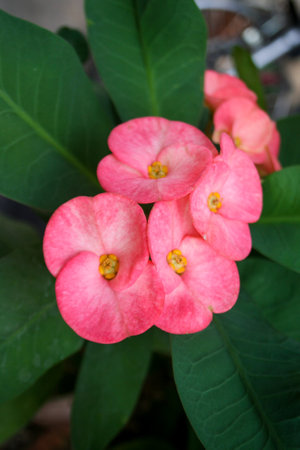 pink poi sian flower blooming in the gardenの写真素材