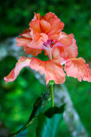 Orange hibiscus flowers bloom beautifully in the Thai gardenの写真素材