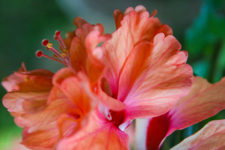 Orange hibiscus flowers bloom beautifully in the Thai gardenの写真素材
