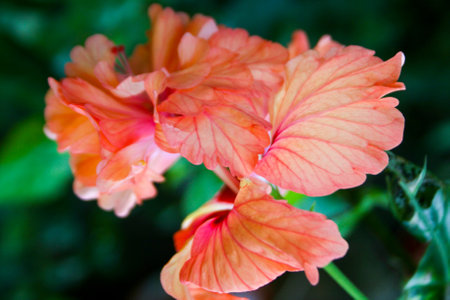 Orange hibiscus flowers bloom beautifully in the Thai gardenの写真素材