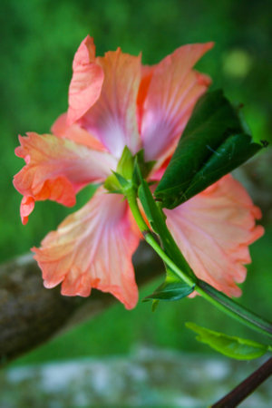 Orange hibiscus flowers bloom beautifully in the Thai gardenの写真素材