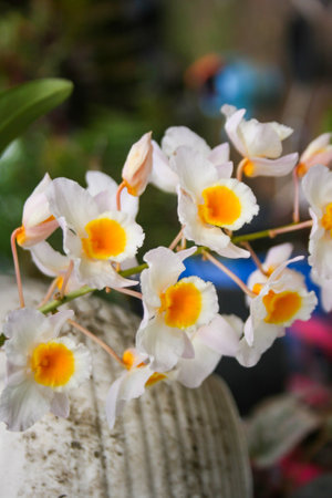 orchid white and yellow bloom hanging on the treeの写真素材