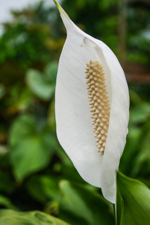 <p>White anthurium flower bloom beautiful in the garden</p>の写真素材