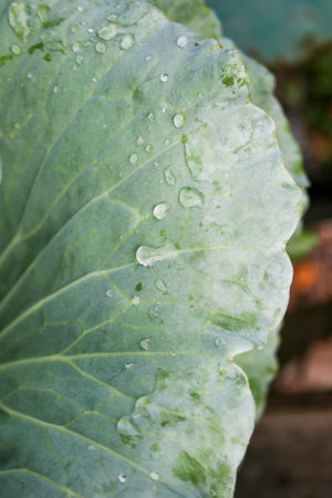 <p>Cabbage and water drops</p>の写真素材