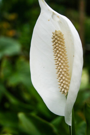 <p>White anthurium flower bloom beautiful in the garden</p>の写真素材