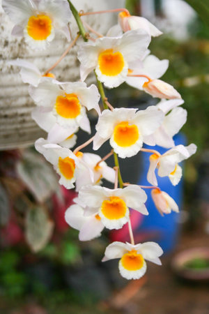 <p>white orchid blooming hanging on the tree</p>の写真素材