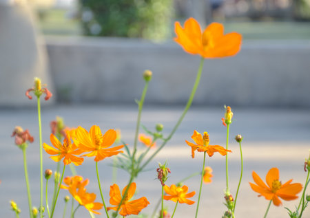 orange flowers in the gardenの写真素材
