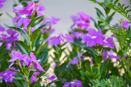 Soft blurred purple flowers blooming in the garden.の写真素材