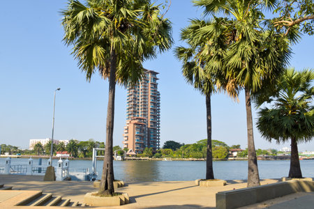 Evening view of palm trees by the river in Bangkok, Thailand.の写真素材