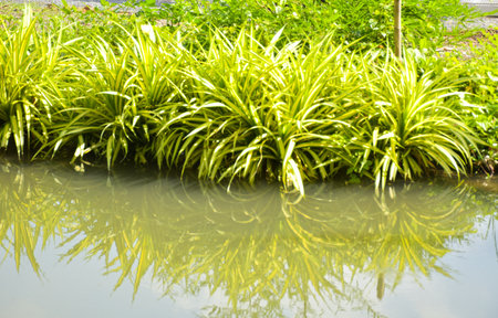 Green pandan leaves by the water in the gardenの写真素材