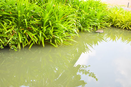 Green pandan leaves by the water in the gardenの写真素材