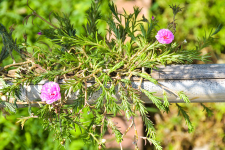 flowers on bamboo fenceの写真素材