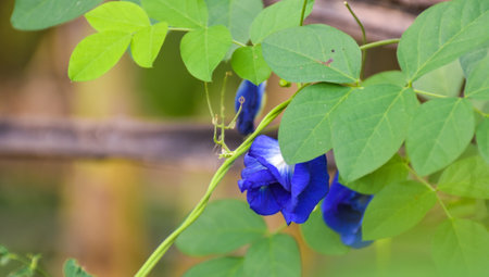 Blue butterfly pea flowers bloom along the bamboo fence.の写真素材