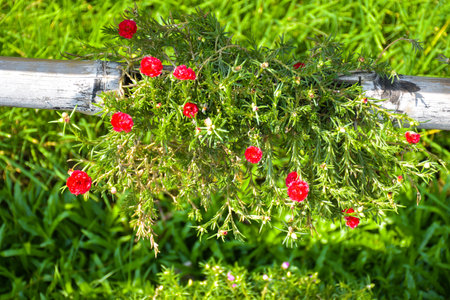 flowers on bamboo fenceの写真素材