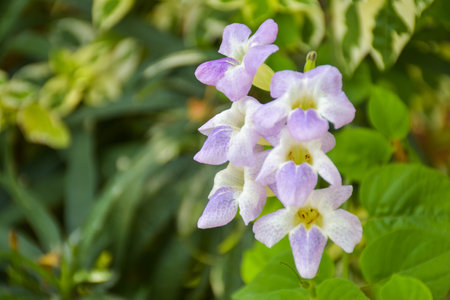 Purple white flowers, small flowers blooming, blurred background.の写真素材