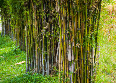 Bamboo garden in public park, Bangkok, Thailand, perspective viewの写真素材