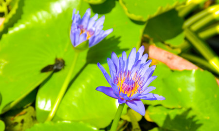 purple lotus blooming in  Bangkok garden Thailandの写真素材