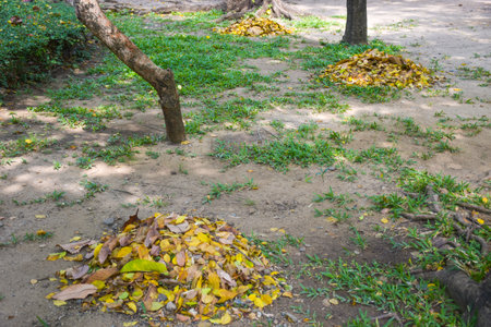 Gather piles of leaf scraps to make fertilizer.の写真素材